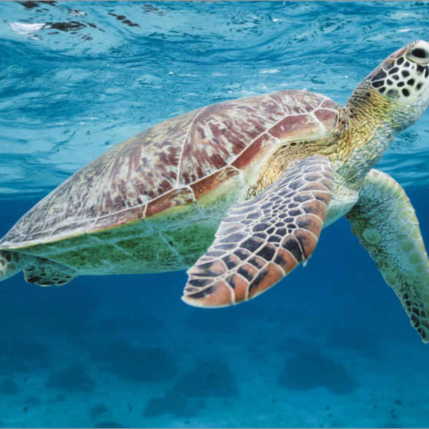 Le Dico des Rêves : Que signifie rêver de tortue ?