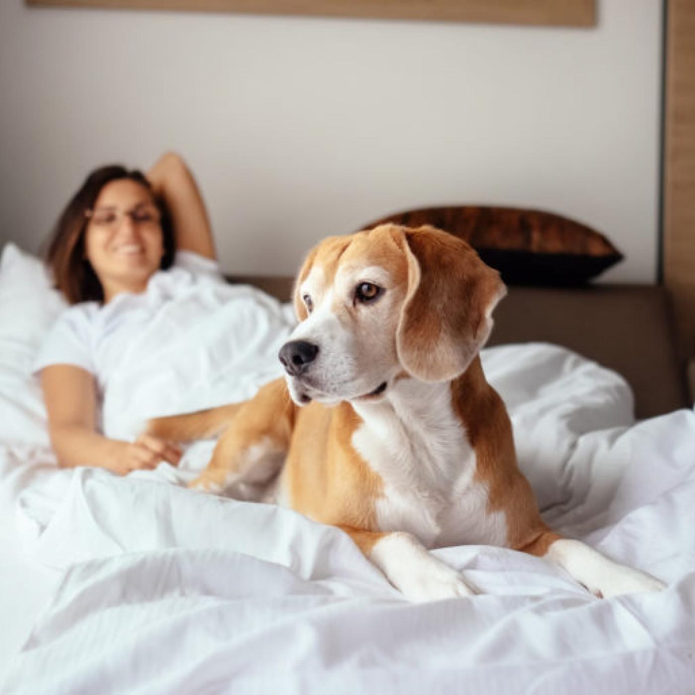Le Journal des Bonnes Nouvelles : Dormir avec son animal de compagnie est bon pour la santé !