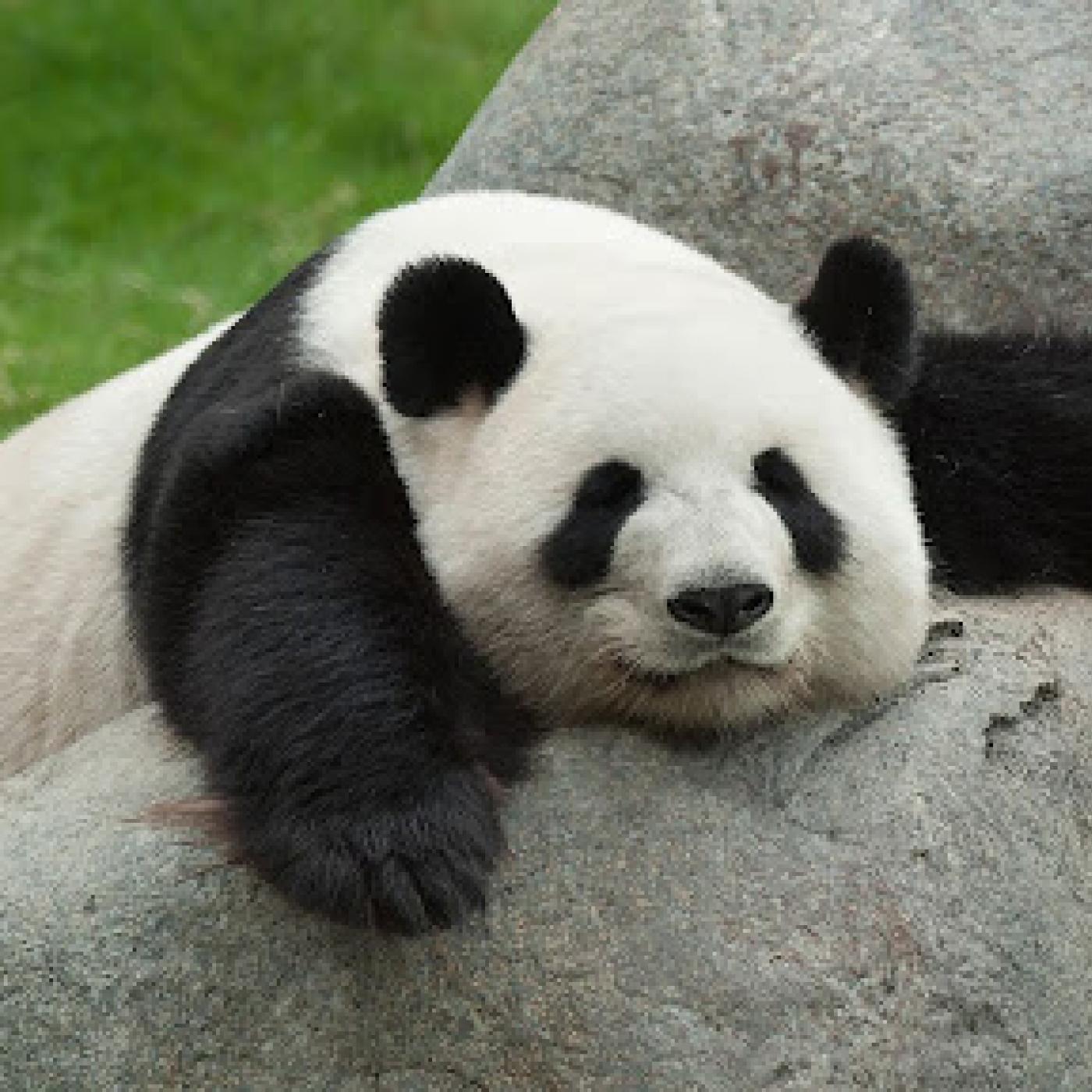 Le Dico des Rêves : Que signifie rêver de panda ?