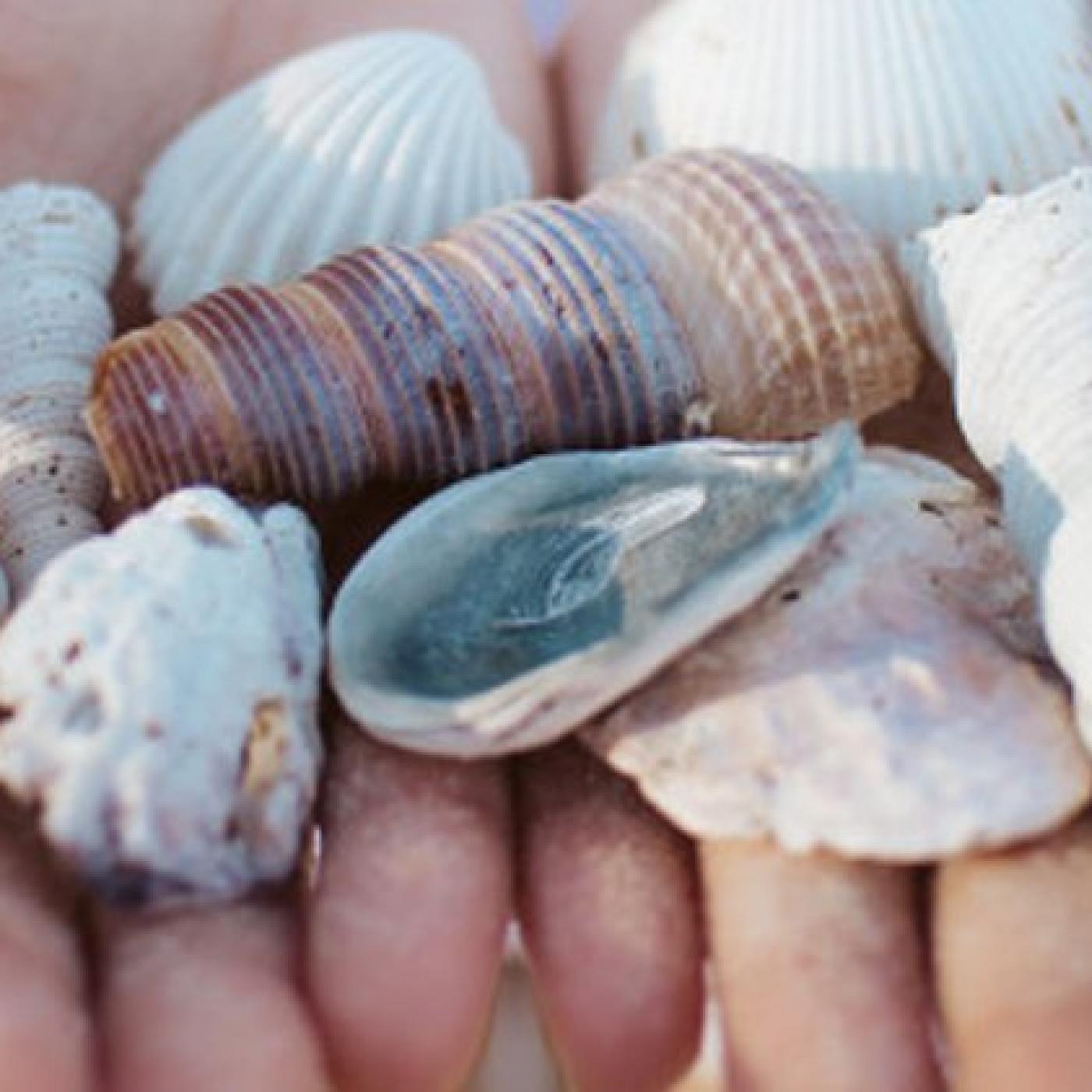 Le Dico des Rêves : Que signifie rêver de coquillages ?