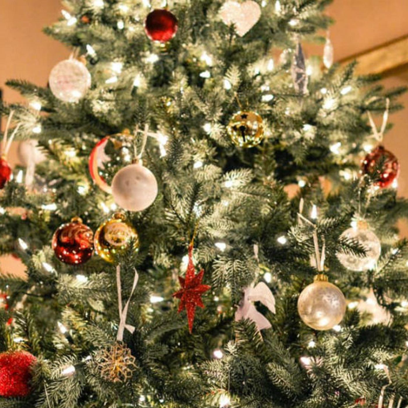 Le Journal des Bonnes Nouvelles : Comment choisir votre sapin de Noël ?