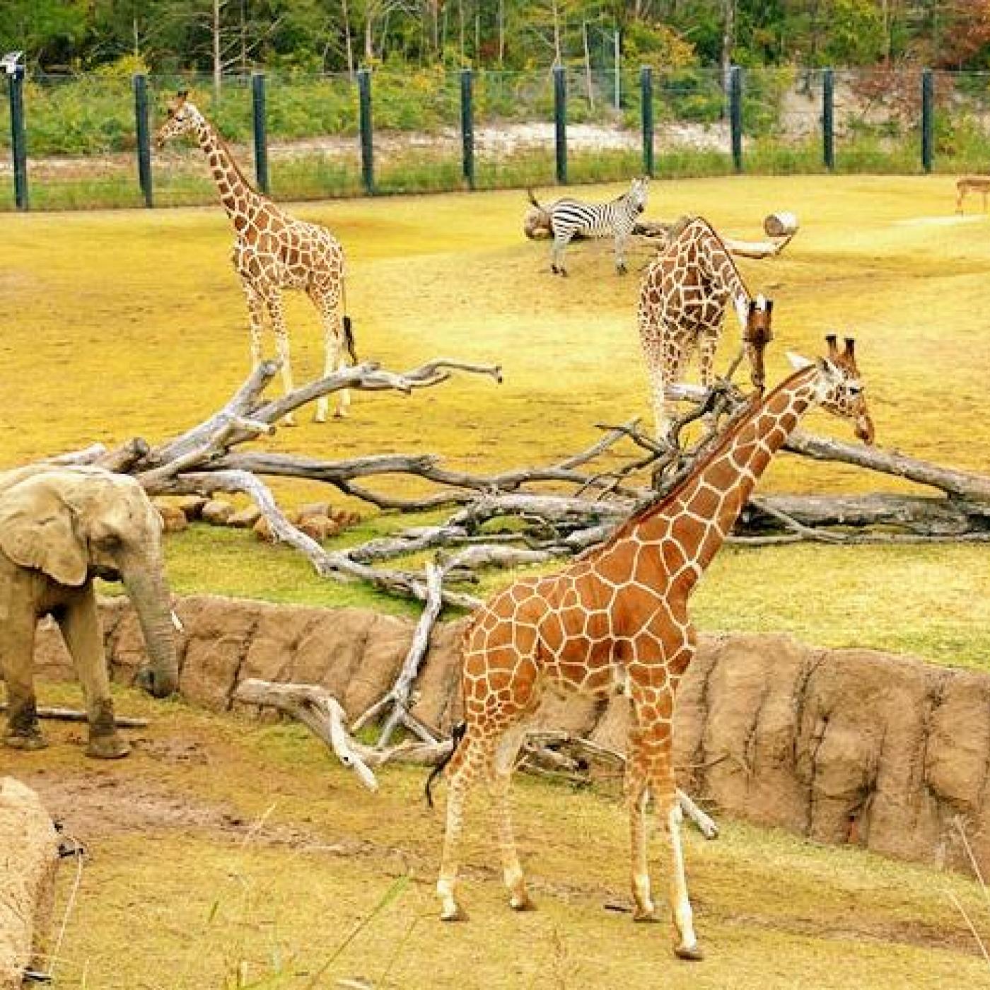 Le Dico des Rêves : Que signifie rêver de zoo ?