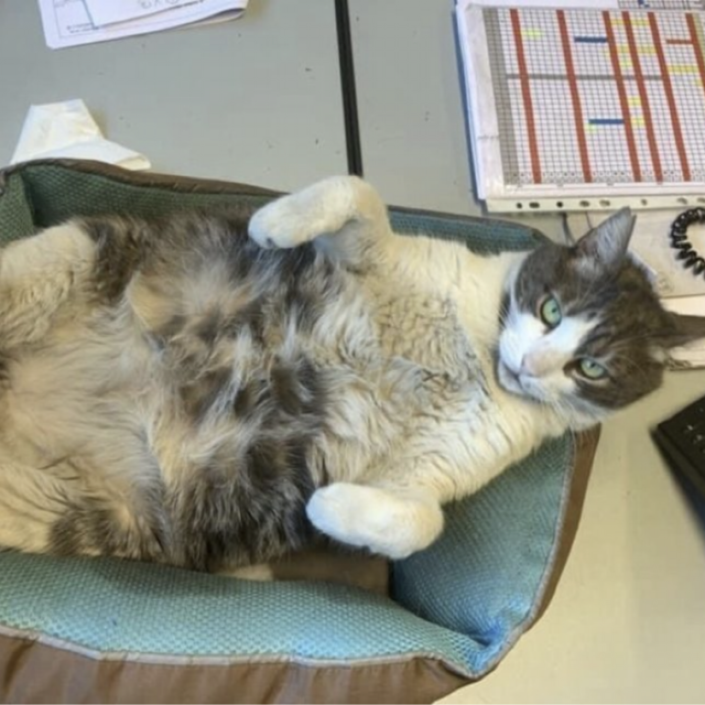 Après 530 kilomètres de périple, la mascotte d’une entreprise de Colomars est rentré à la maison