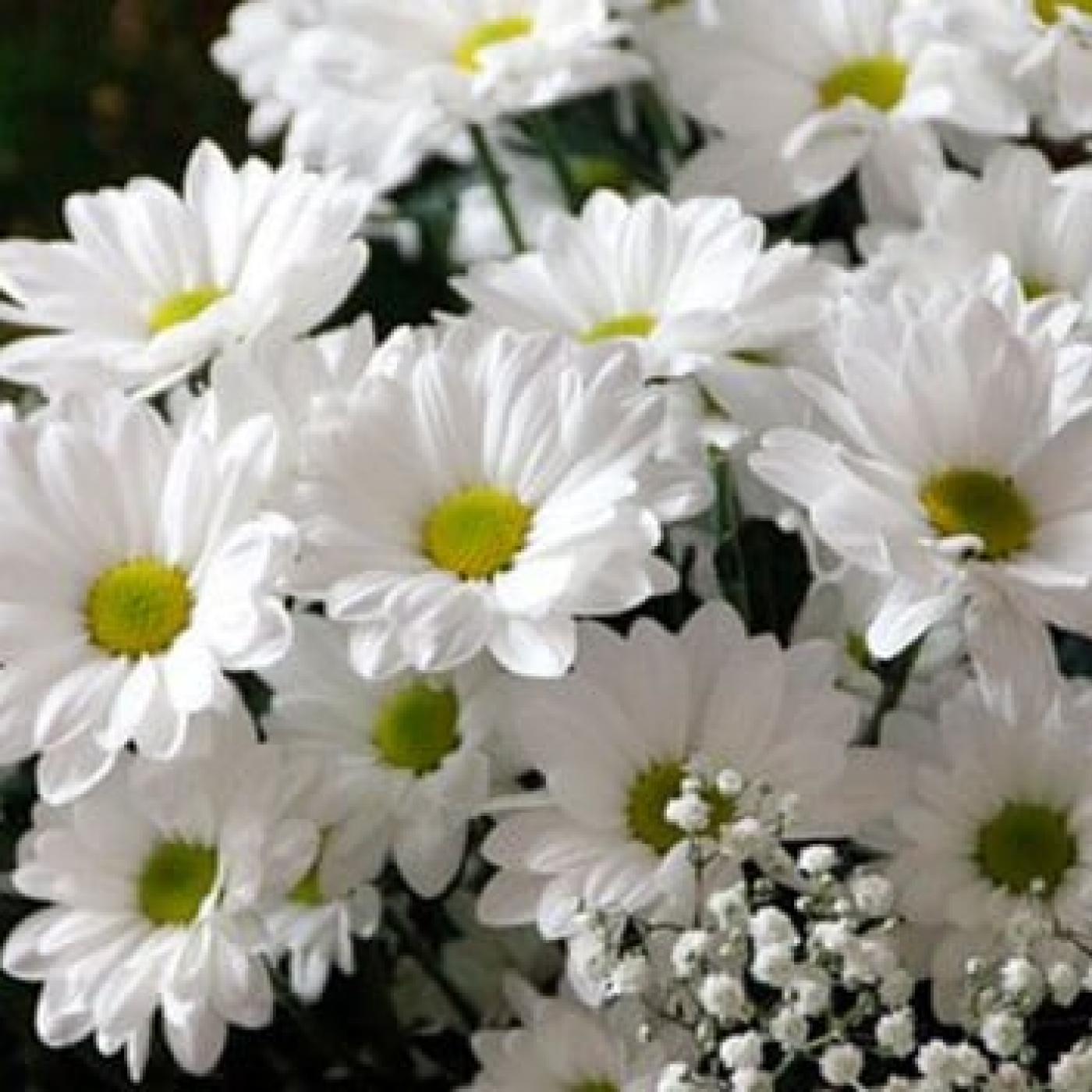 Le Dico des Rêves : Que signifie rêver de fleurs blanches ?