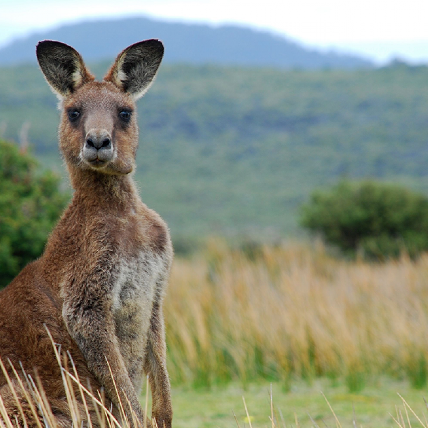 Le Dico des Rêves : Que signifie rêver de kangourou ?