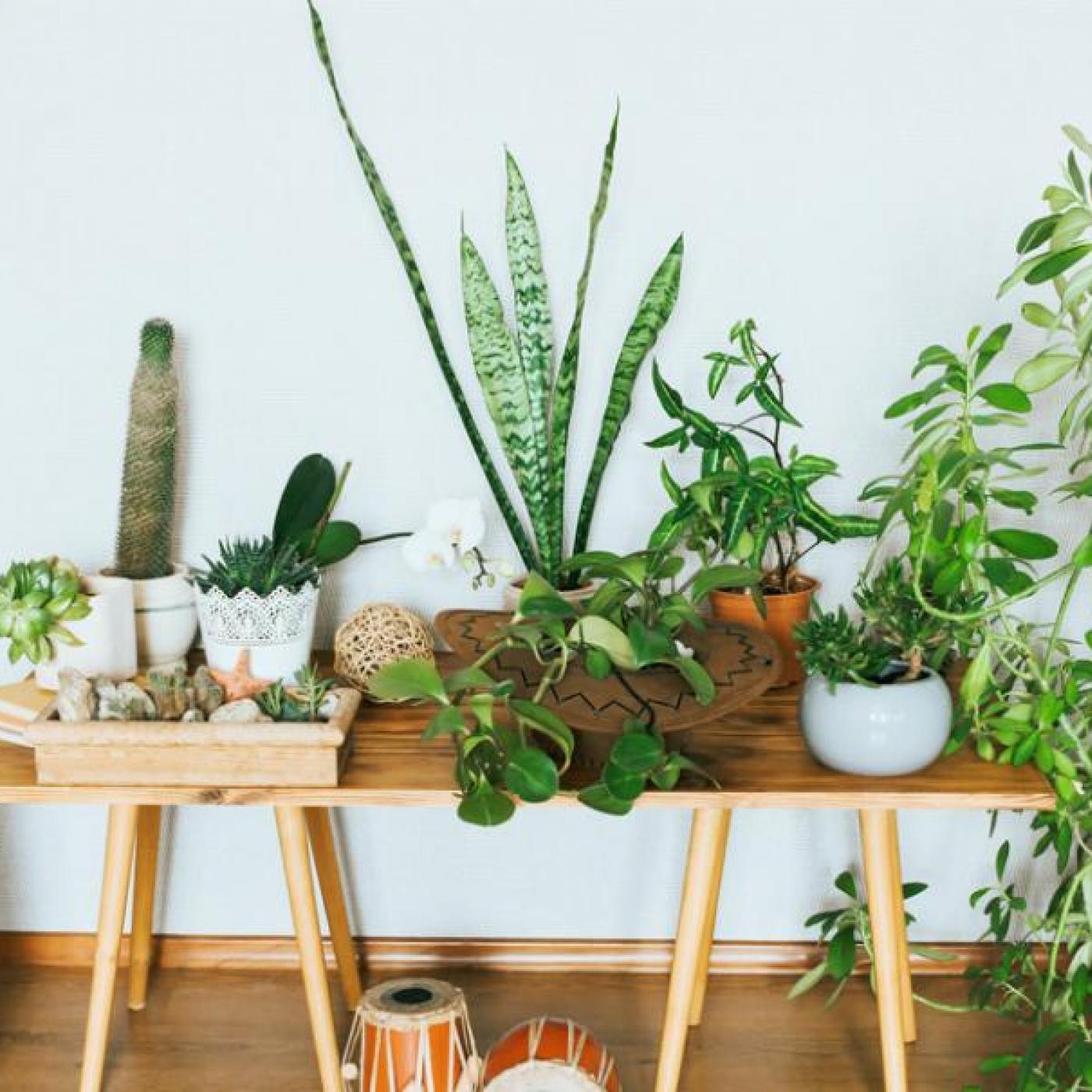 Le Journal des Bonnes Nouvelles : Comment sauver vos plantes ?