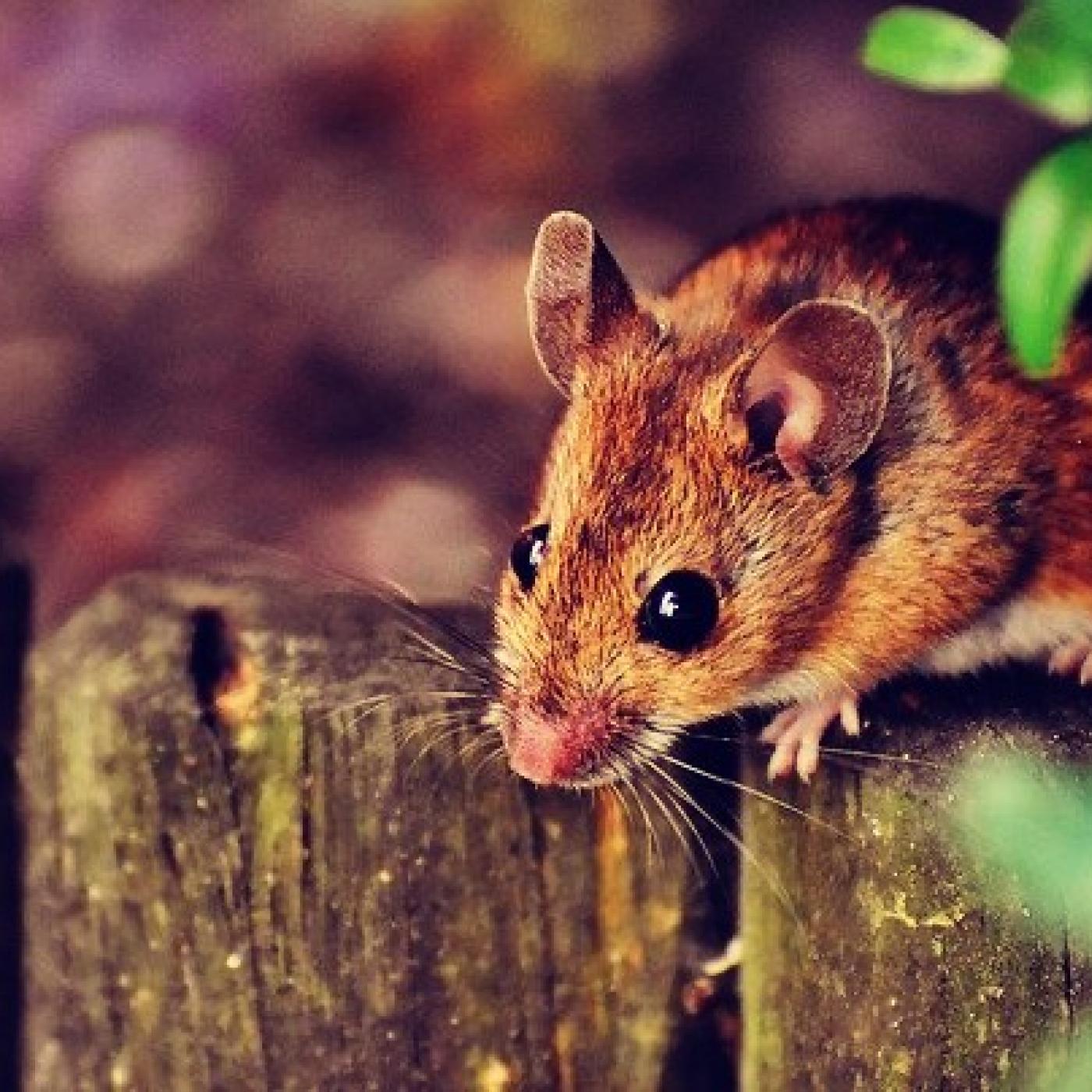 Le Dico des Rêves : Que signifie rêver de souris ?