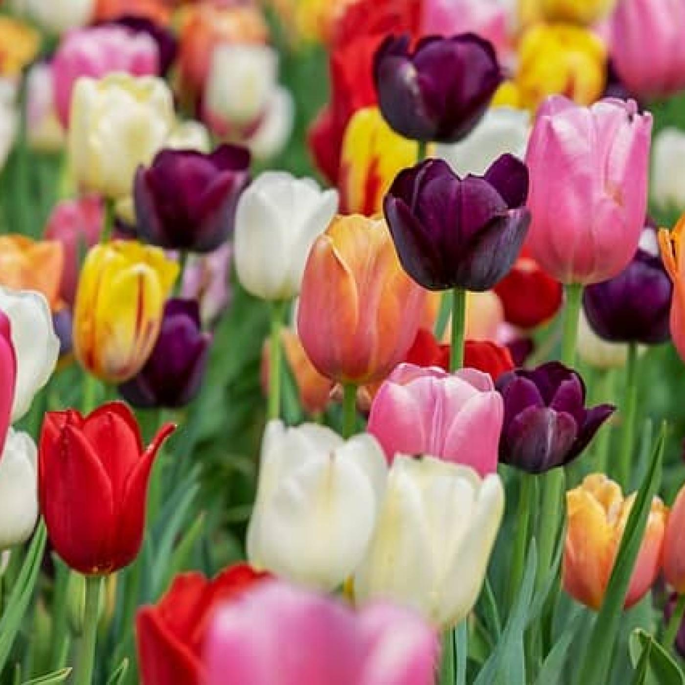 Le Dico des Rêves : Que signifie rêver de manger des fleurs ?