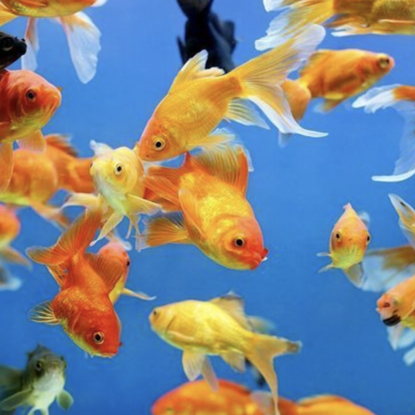 Le Dico des Rêves : Que signifie rêver de poisson ?
