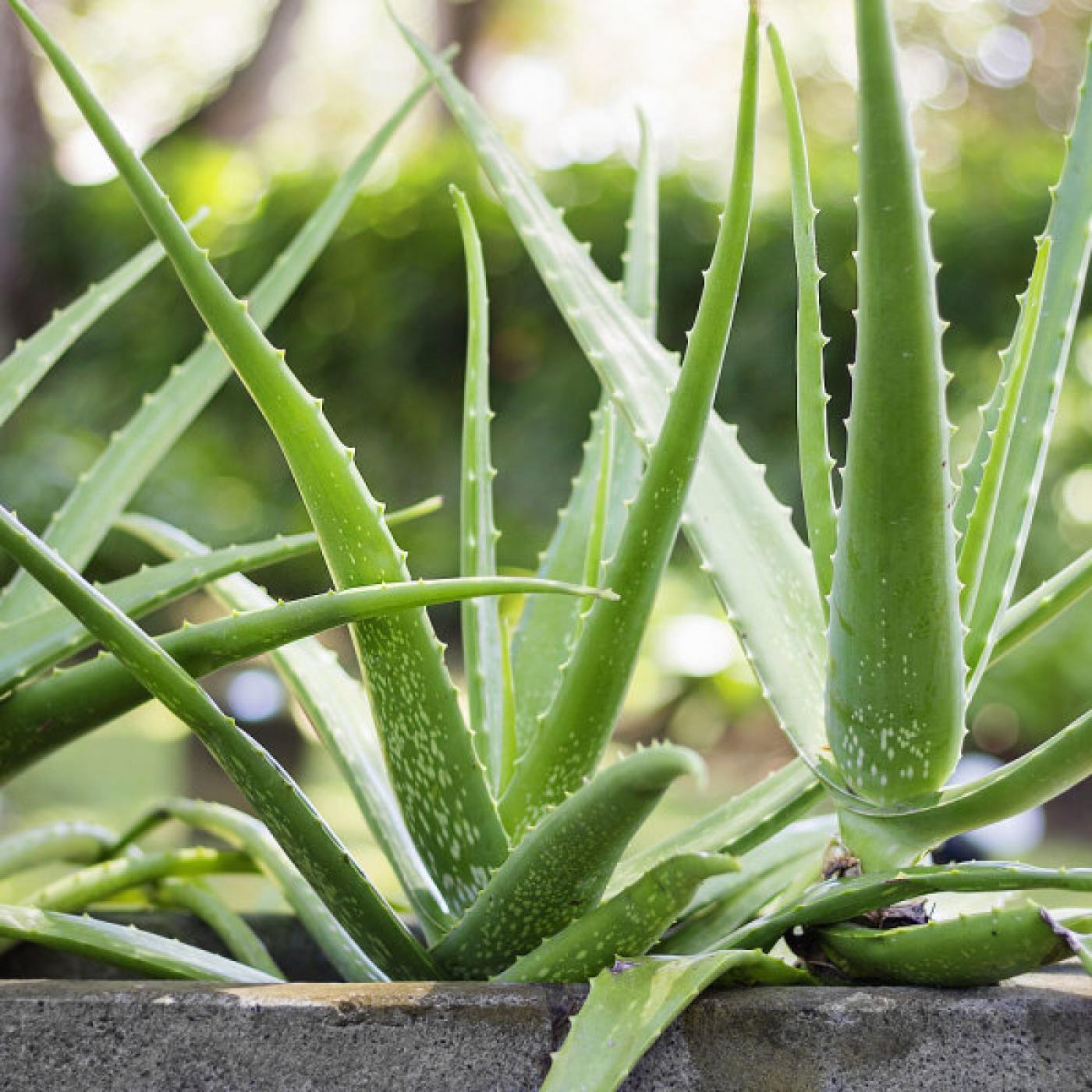 Le Dico des Rêves : Que signifie rêver de plante qui nous pousse sur le corps