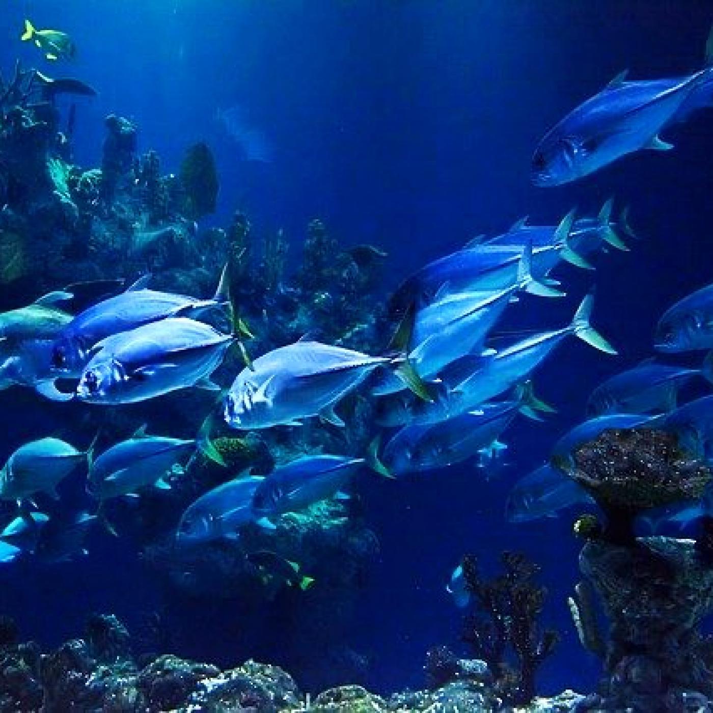 Le Dico des Rêves : Que signifie rêver de poisson qui attaque ?
