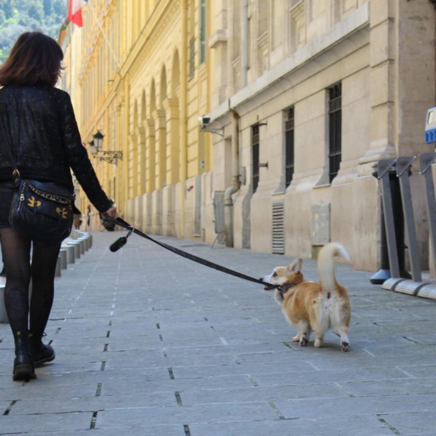 Nice a été désigné ville où l’on vit le mieux avec son chien