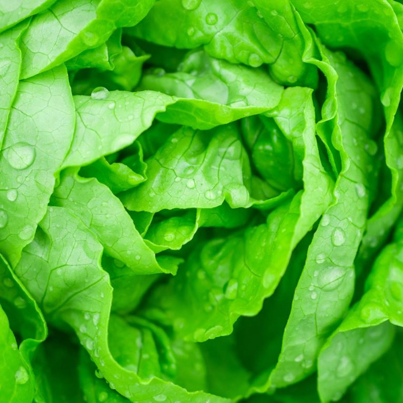 Le Journal des Bonnes Nouvelles : Astuce pour toujours avoir de la salade fraîche à la maison !