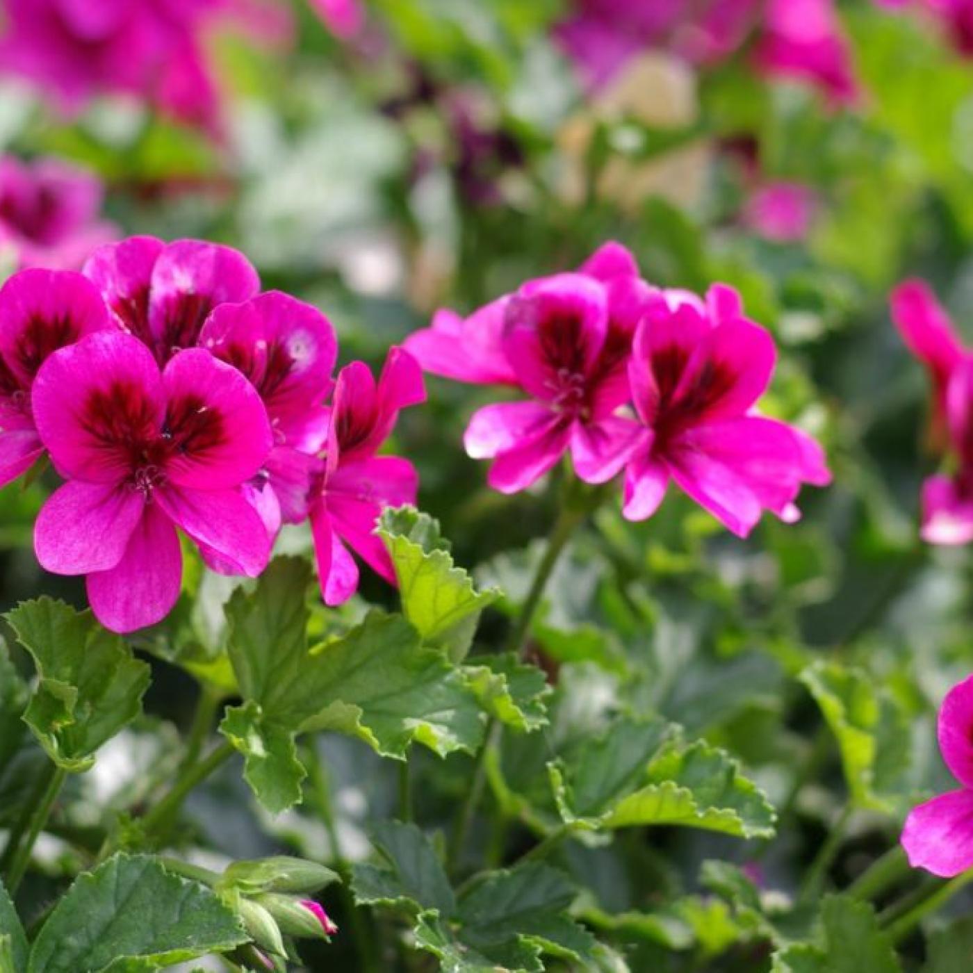 Le Journal des Bonnes Nouvelles : 5 plantes répulsives pour éloigner les guêpes