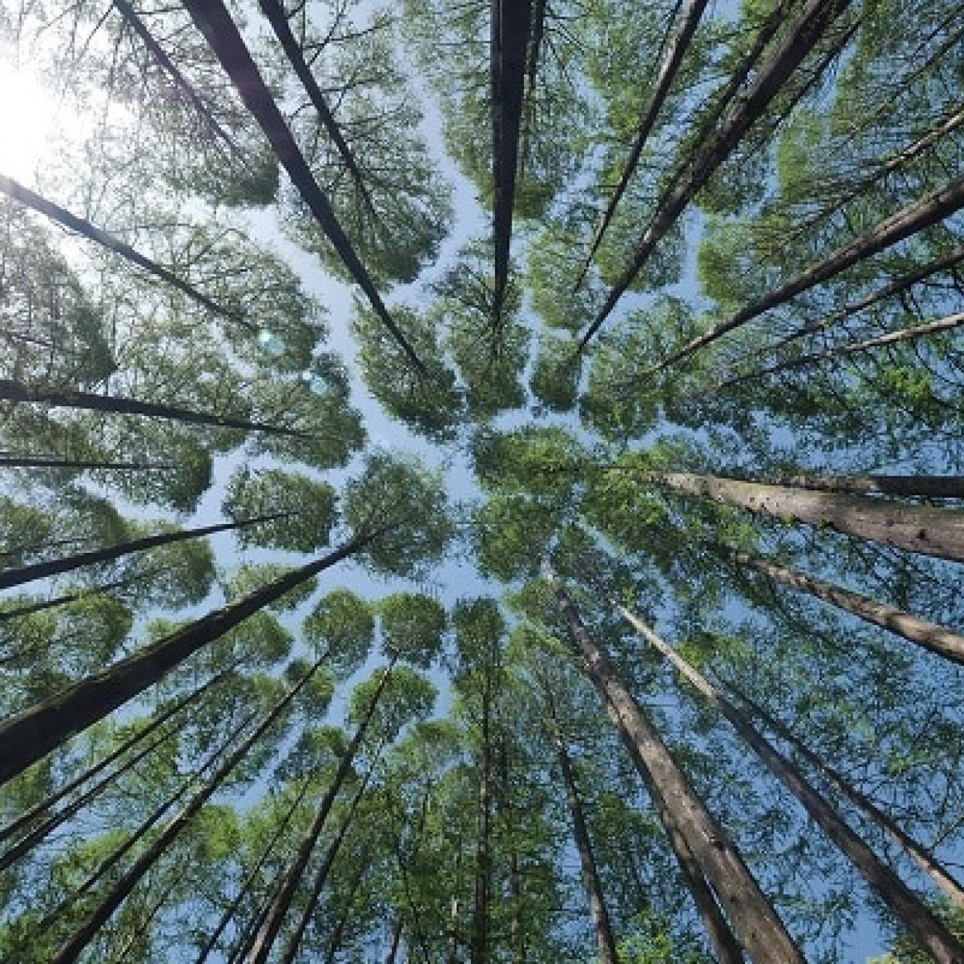 Le Dico des Rêves : Que signifie rêver de forêt