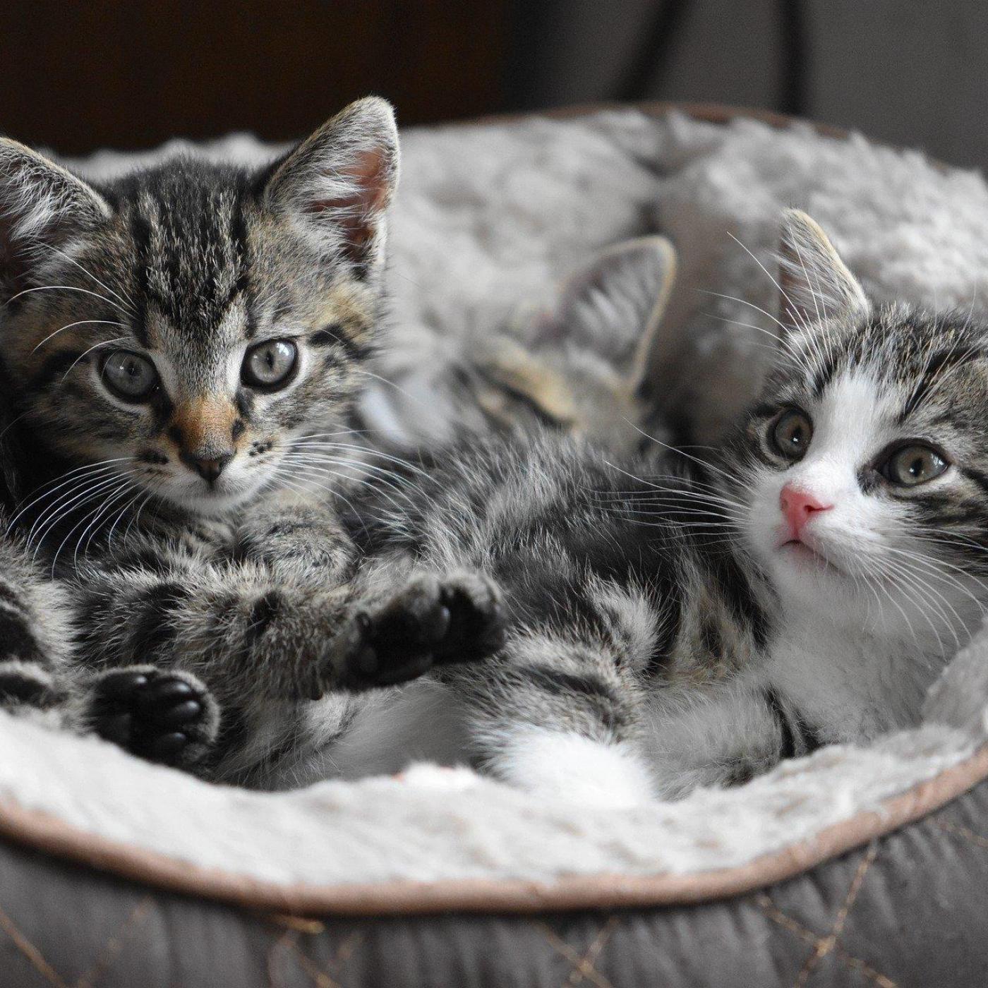 Le Dico des Rêves : Que signifie rêver de petit chat ?