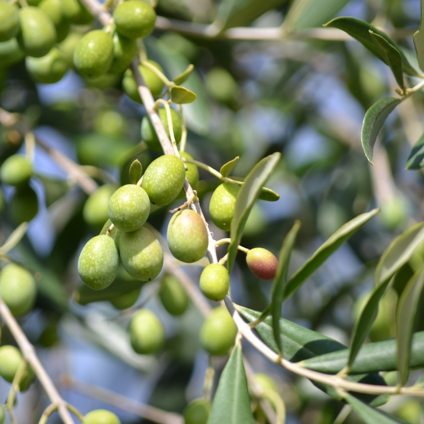Au Broc, on utilise des noyaux d’olives pour se chauffer